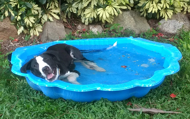 dog lying in blue clam shell full of water